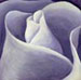 Lyndon Scott Flower Painting